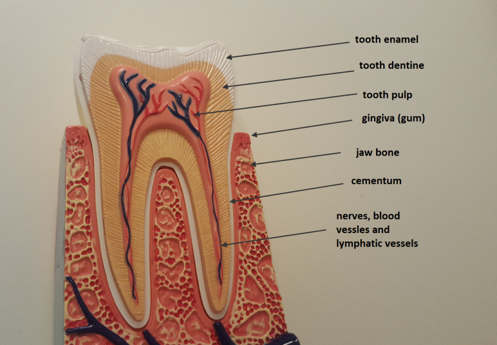The Tooth Structure | Ask Your Dentist