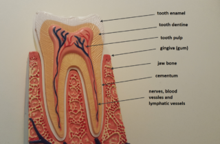 Tooth structure